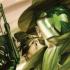 Green Hornet Year One Comics